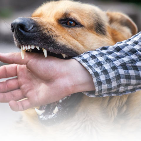 Dog Bite